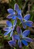 Thelymitra media Tall Sun-orchid & Pollinator